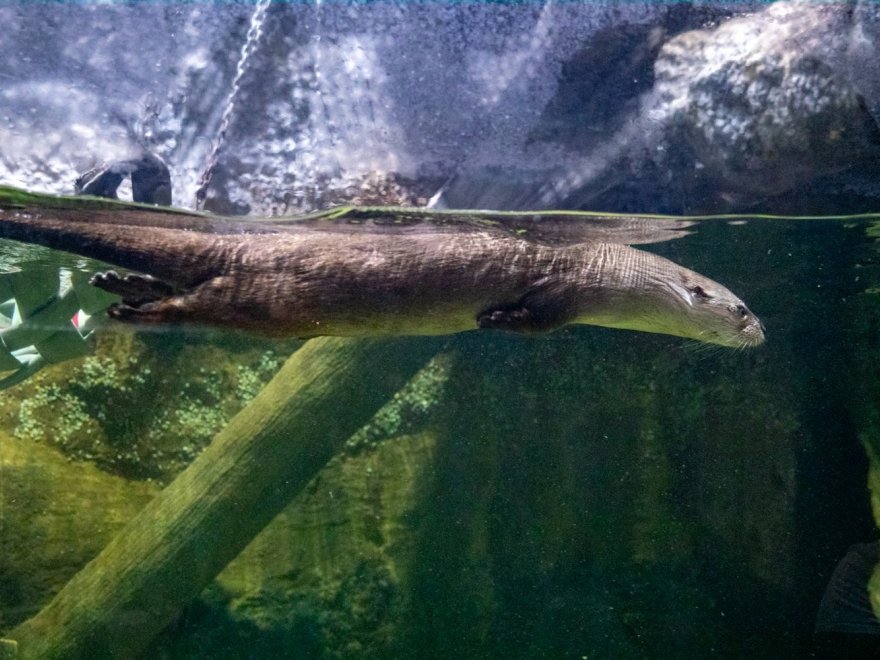 Delmarva Discovery Museum