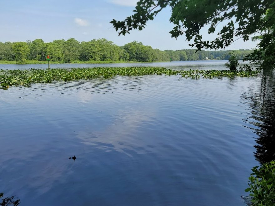 Pocomoke River State Park: Shad Landing